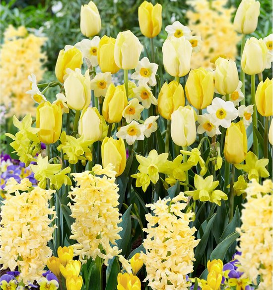 Uitbarsten bevind zich storm 40x Bollenmix 'Border Garden Yellow' - Crocus + Narcissus + Hyacinthus +  Tulipa - Gele... | bol.com