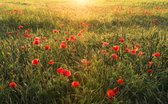 Komar Poppy World Vlies Fotobehang 450x280cm 9-banen