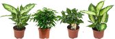 Ficus, Koffieplant, Dieffenbachia compacta en Camilla