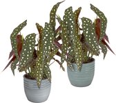 Duo Begonia Maculata