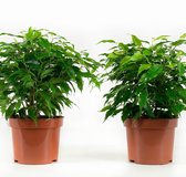 Ficus Green Kinky