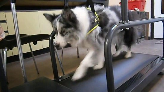 Tapis de course pour chien Dog Runner XL | bol.com