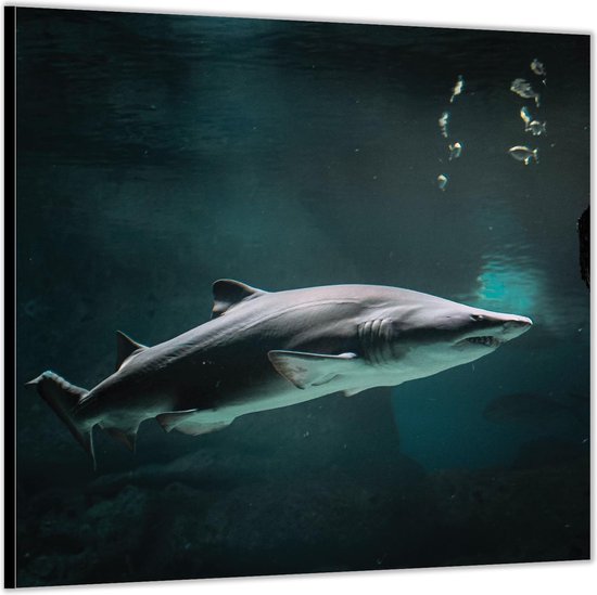 Dibond –Boze Witte Haai in het Water-50x50 Foto op Aluminium (met ophang)