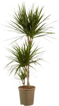 Dracaena Marginata