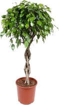 Ficus Exotica 130 cm