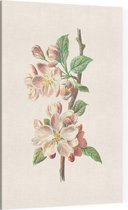 Clematis Armandii (Apple Blossom) - Foto op Canvas - 60 x 90 cm