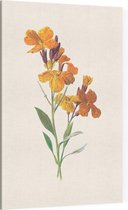 Muurbloempje (Wallflower) - Foto op Canvas - 30 x 45 cm