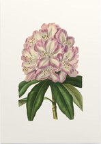 Rododendron Aquarel (Rhododendron) - Foto op Posterpapier - 42 x 59.4 cm (A2)