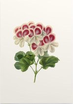 Geranium Aquarel (Pelargonium) - Foto op Posterpapier - 42 x 59.4 cm (A2)