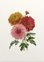 Chrysanten Aquarel (Chrysanthemum) - Foto op Posterpapier - 29.7 x 42 cm (A3)