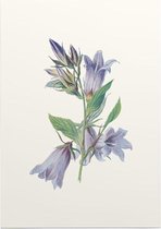 Ruig Klokje (Nettle Leaved Bellflower) - Foto op Posterpapier - 42 x 59.4 cm (A2)