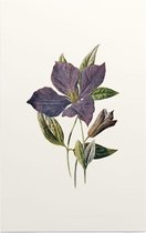 Clematis (Purple Clematis White) - Foto op Forex - 30 x 45 cm