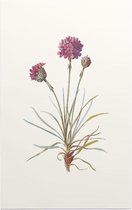 Engels Gras (Sea Thrift) - Foto op Forex - 100 x 150 cm