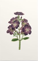 Spinnenbloem Aquarel (Tibouchina) - Foto op Forex - 40 x 60 cm