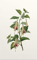 Bellenplant Aquarel (Fuchsia) - Foto op Forex - 30 x 45 cm