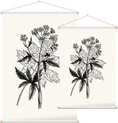 Physospermum Cornubiense zwart-wit (Cornish Bladder Seed) - Foto op Textielposter - 120 x 180 cm