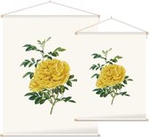 Rosa Foetida Aquarel (Persian Yellow Rose) - Foto op Textielposter - 120 x 160 cm