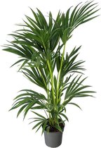 Kentia 120 cm - Howea palm