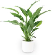 Spathiphyllum Wallisii - Lepelplant Wit - Incl. witte sierpot - ↕60-70cm - Pot Elho soft wit ø 16 cm x 15 cm