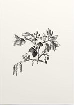 Els zwart-wit (Leaf of Alder) - Foto op Posterpapier - 29.7 x 42 cm (A3)