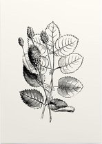 Grote Pimpernel zwart-wit (Great Burnet) - Foto op Posterpapier - 42 x 59.4 cm (A2)