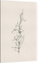 Genisteae zwart-wit Schets (Broom) - Foto op Canvas - 30 x 45 cm