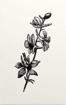 Ridderspoor zwart-wit (Larkspur) - Foto op Forex - 60 x 90 cm