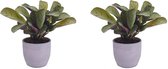 Kamerplanten van Botanicly – 2 × Ctenanthe in paars keramiek pot 'Bergamo' als set – Hoogte: 20 cm – Ctenanthe Amagris