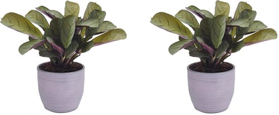Bloomingville Schüssel Bloomingville Maya Bowl Violett Steingut 11,5