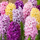 15x Hyacinthus orientalis 'Dutch Spring' - Hyacintenbollen mix - Gemengde kleuren - Vroegbloeiers - 15 bloembollen Ø 14-15cm