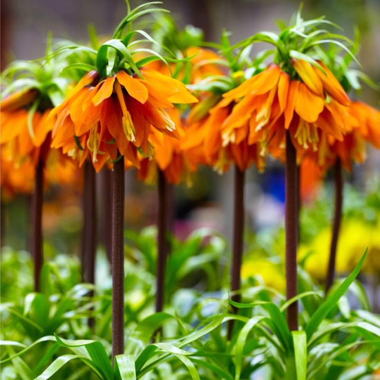 2x Fritillaria imperialis 'Orange Beauty' - Keizerskroon - Oranje - Winterhard - 2 bloembollen Ø 20-22 cm