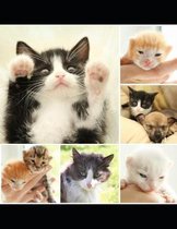 Cute Kittens Notebook
