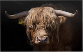 Bizon op zwarte achtergrond - Foto op Forex - 150 x 100 cm