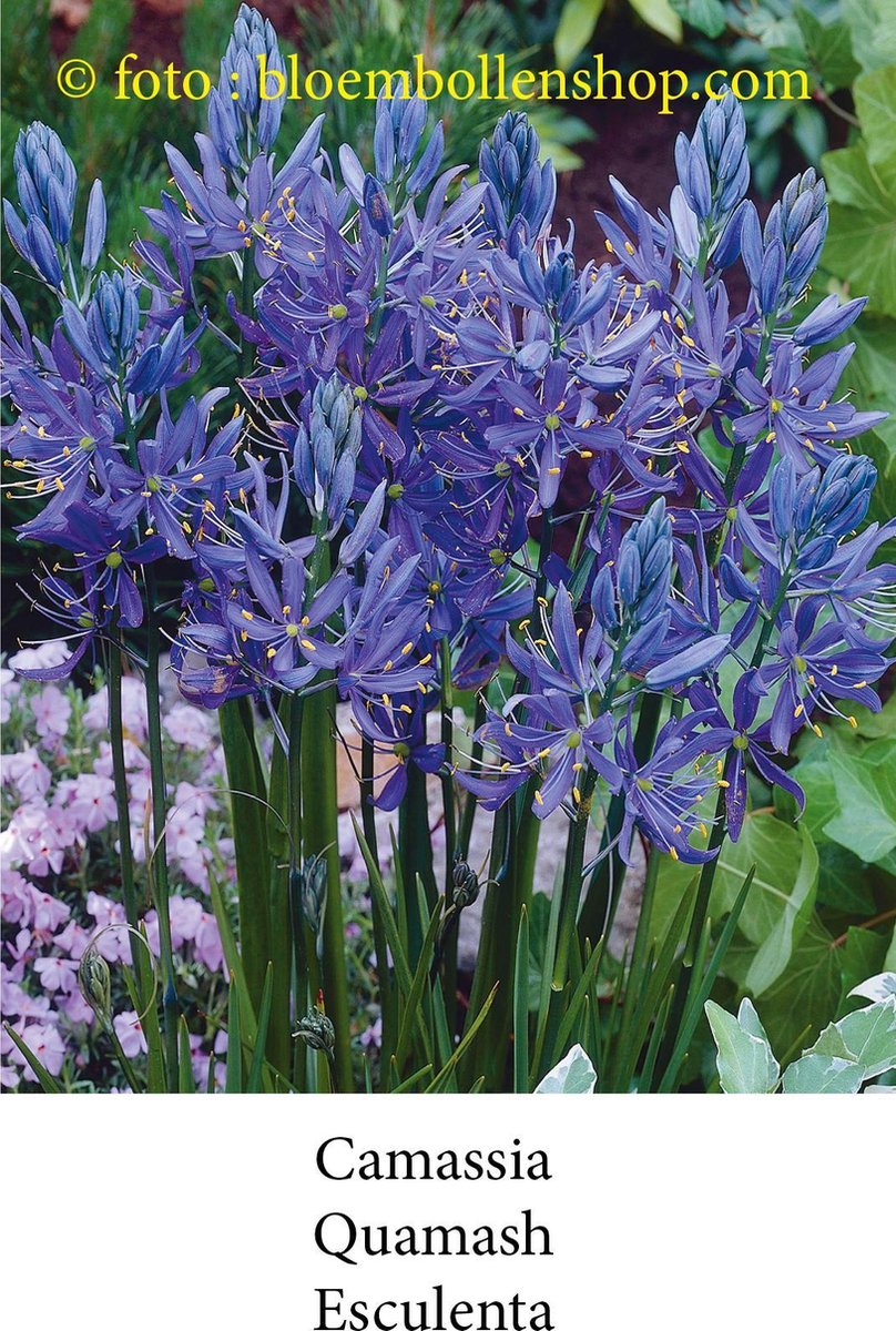 camassia Quamash 50 bollen maat 6/+