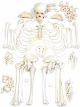 Anatomisch model; ongemonteerde skeletset ST-ATM 10