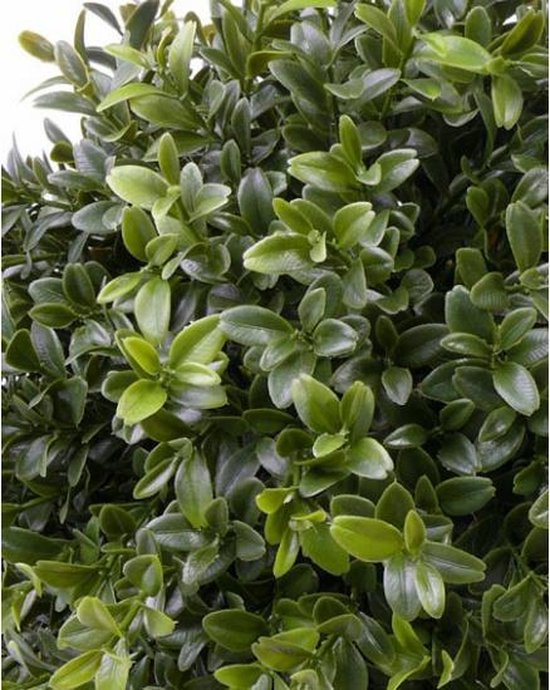 Vervolgen Speels Margaret Mitchell Set van 3x stuks groene Buxus kunstplanten in pot 31 cm - Kantoor/huiskamer  nep/namaak... | bol.com