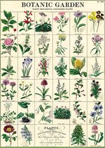 Poster Botanic Garden - Cavallini & Co - Affiche scolaire Botanique