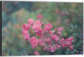 Dibond –Roze Bloementak– 90x60 Foto op Aluminium (Wanddecoratie van metaal)