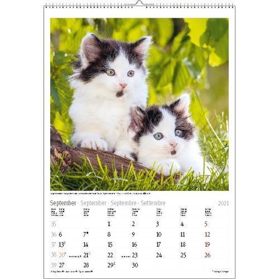 Katten / Katzen Kalender 2021 (formaat 24x34)