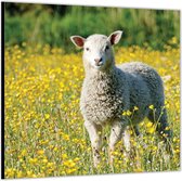 Dibond –Schaap in geel Bloemenveld– 100x100 Foto op Aluminium (Wanddecoratie van metaal)