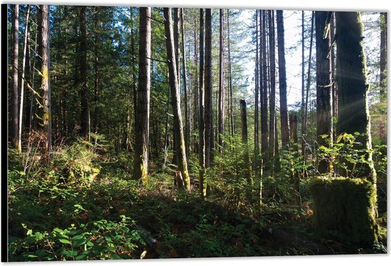 Dibond –Bomen in het Bos– 120x80 Foto op Aluminium (Met Ophangsysteem)