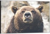 Dibond –Bruine Grizzly Beer– 120x80 Foto op Aluminium (Wanddecoratie van metaal)