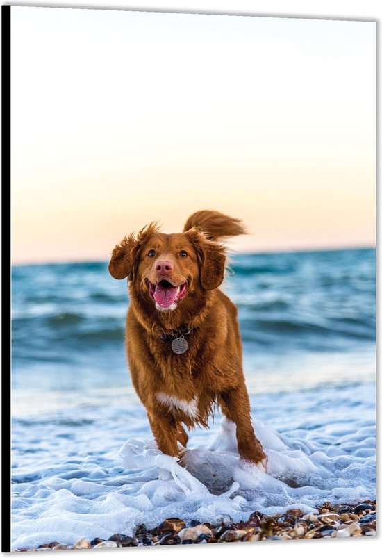 Dibond –Rennende Hond bij de Zee– 40x60cm Foto op Aluminium (Met Ophangsysteem)