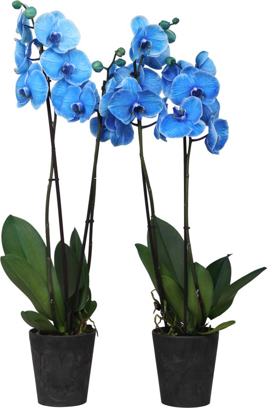 Zwart Leggen Terminologie Orchideeën van Botanicly – 2 × Orchidee blauw – Hoogte: 70 cm, 2 takken –  Phalaenopsis | bol.com