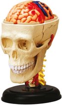 Wetenschapsspel MGM Skull Anatomy and Brain Kop Anatomie (39 Onderdelen)