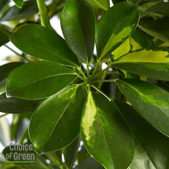 Choice of Green - Schefflera Gold Capella Vingerplant in Elho® Greenville  pot bruin -... | bol.com