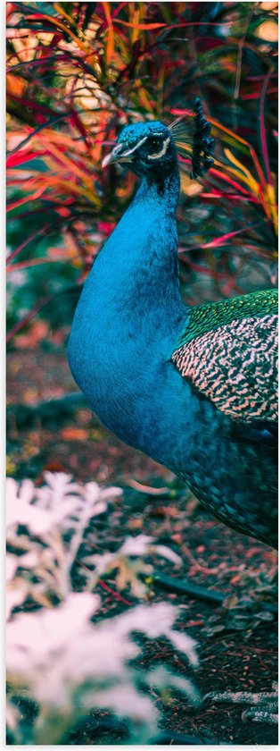 WallClassics - Poster Glanzend – Prachtige Blauw Groene Pauw - 30x90 cm Foto op Posterpapier met Glanzende Afwerking