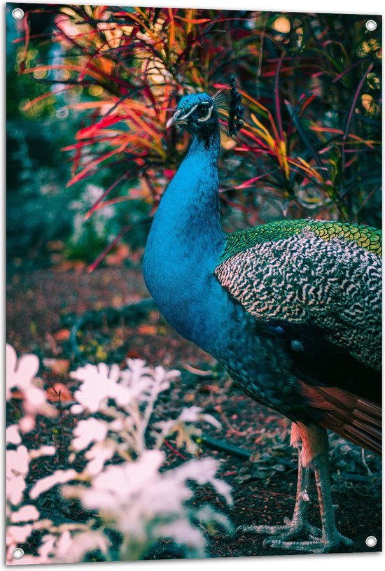 WallClassics - Tuinposter – Prachtige Blauw Groene Pauw - 70x105 cm Foto op Tuinposter  (wanddecoratie voor buiten en binnen)