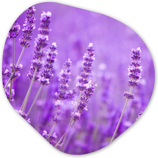 Organische Wanddecoratie - Kunststof Muurdecoratie- Organisch Schilderij - Lavendel - Close-up - Bloemen - Paars- 60x60 cm - Organische spiegel vorm op kunststof