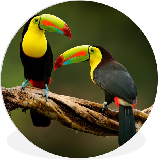 Muurcirkel. Vogels - Het Pronkhuisje Muurcirkel. Vogels - Het Pronkhuisje